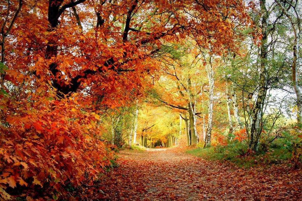 Amazon.co.jp: 美しい秋の風景、木、森 (N032) 自然の風景 景観 家の